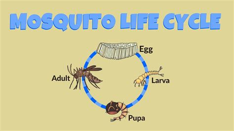 Mosquito Life Cycle - Life Cycle of a Mosquito - YouTube