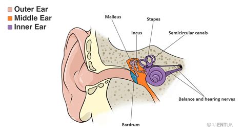 Ear Drum Anatomy