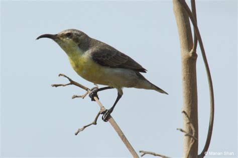 Purple Sunbird Female - India Travel Forum | IndiaMike.com