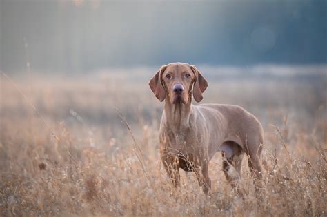 Gun Dog Hall of Fame: The 20 Best Hunting Breeds to Hit the Field ⋆ ...