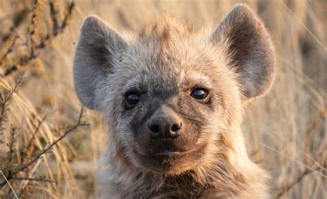 Curious spotted hyena cubs | Wildlife Journal Winter 2022 | Tswalu