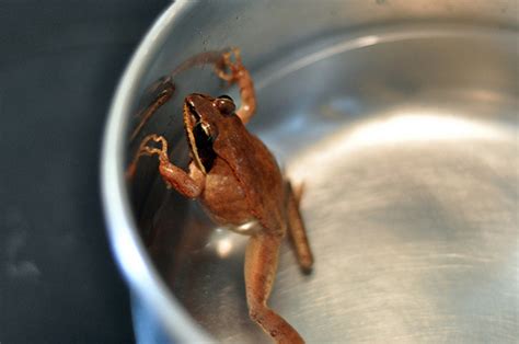 frog-boiling-water | Davis Vanguard