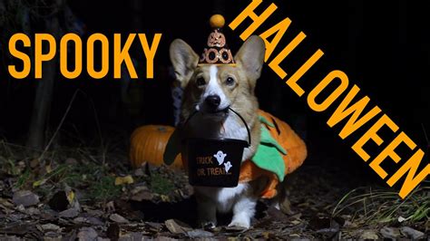 HALLOWEEN ADVENTURE - Topi the Corgi - YouTube