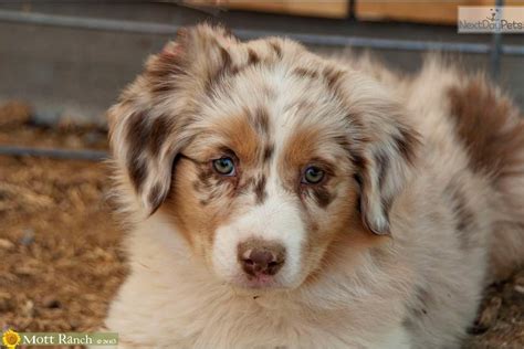 Show Quality Red Merle Female - AKC, ASCA | Australian shepherd puppies ...