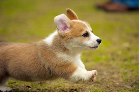 Corgi Puppies | Corgi Puppy Breed Facts & How To Get a Puppy