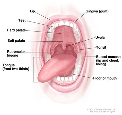 Tongue Cancer — Cancer Stat Facts