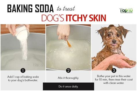 Home Remedies to Deal with Your Dog’s Itchy Skin - Page 2 of 3 | Top 10 ...