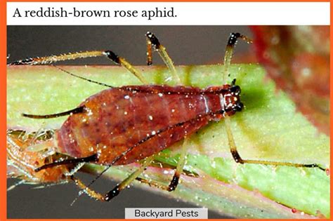 Pictures Of Aphids That Attack Roses And How To Get Rid Of Them ...