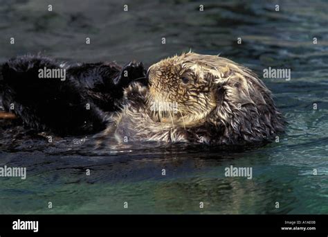 Sea otter feeding Canada Stock Photo - Alamy