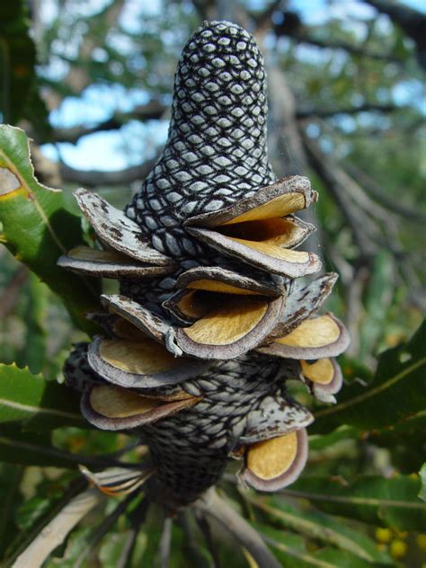 Free picture: dried, banksia, flower