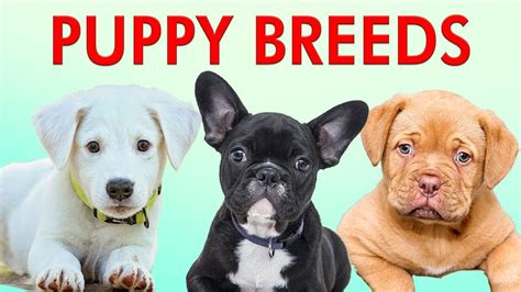 PUPPY BREEDS 101 - Learn Different Breeds of Puppies | Breeds of Dogs ...