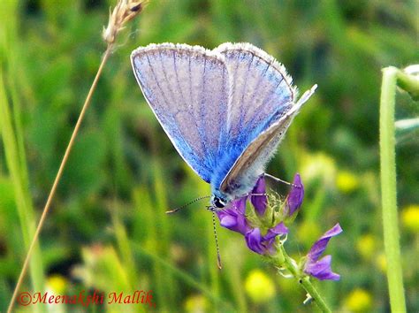 Mission Blue Butterfly (Plebejus icarioides missionensis) | Flickr