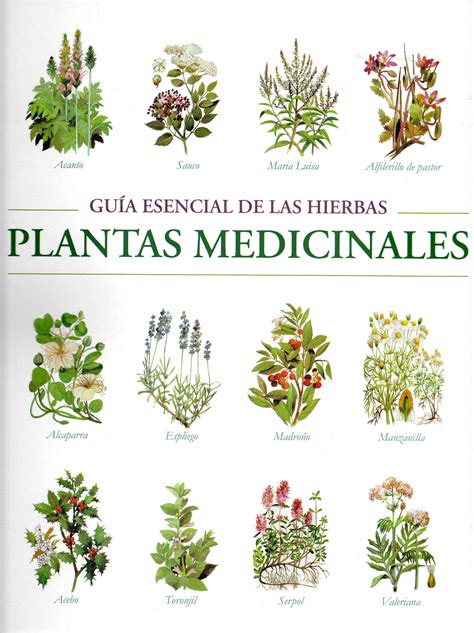 (PE) GUIA ESENCIAL DE LAS HIERBAS. PLANTAS MEDICINALES | EDMUND CHESSI ...