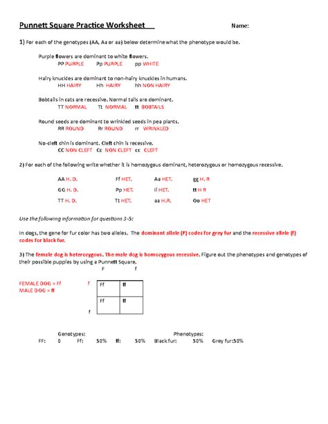 Punnett Squares Practice Worksheets