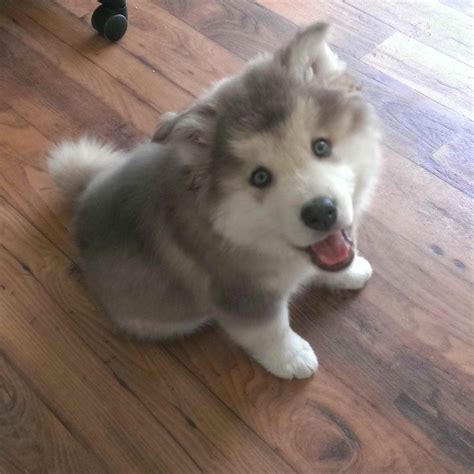 Alaskan Malamute Husky Puppies | Pets and Dogs