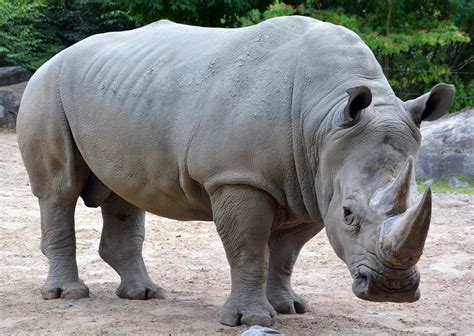 Explained: Black Rhino vs White Rhino — Viatu