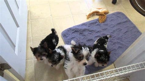 Yorkie puppies playing - YouTube