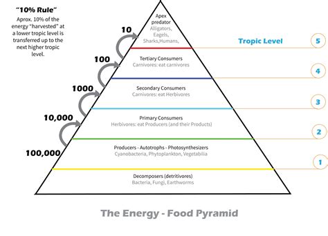 Ecological Pyramids Worksheet Answers – Pro Worksheet