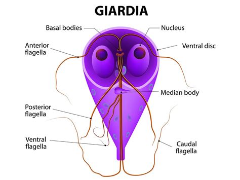 Giardiasis Causes, Symptoms, Prevention, Diagnosis, Treatment