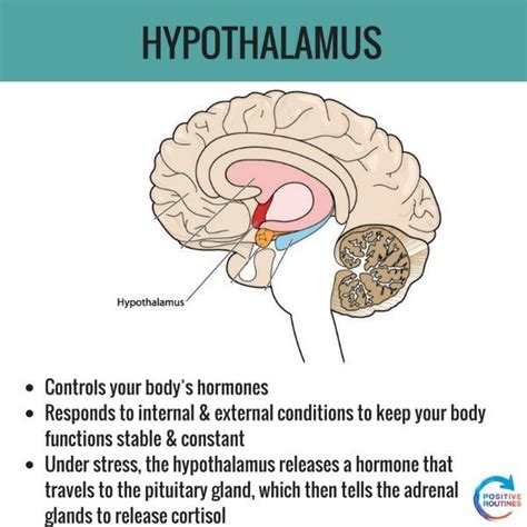 Hippocampus anatomy and function - fueldarelo