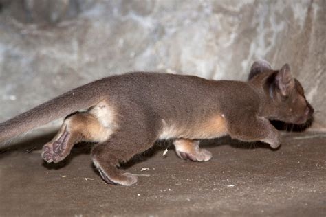 Photos: Baby fossa born at Denver Zoo, resembles small mountain lion ...