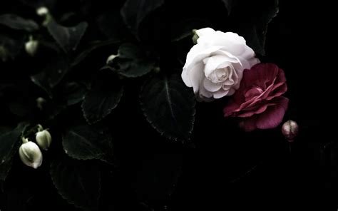 Beautiful Wallpapers For Desktop Of Black Roses