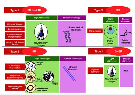 Four types of tauopathy, light microscopy, and electron microscopy ...