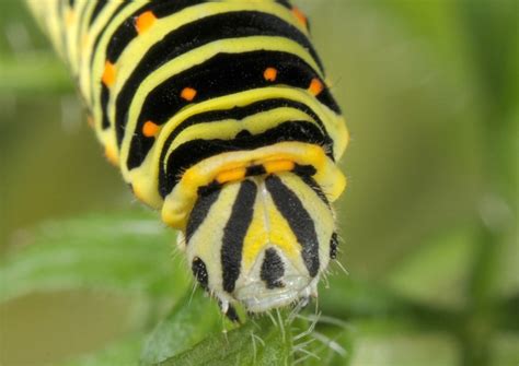 European Lepidoptera and their ecology: Papilio machaon