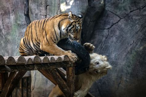 One of a kind: White lion, Bengal tiger friendship amazes visitors in ...