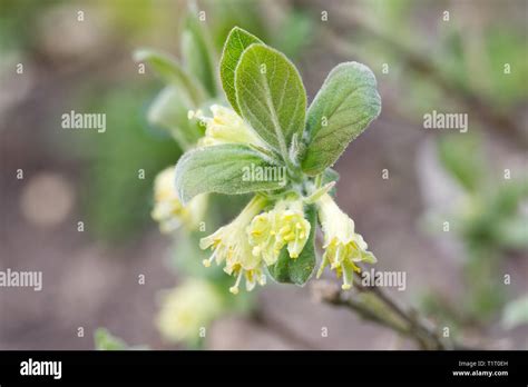 Lonicera caerulea. Honeyberry flowers in Spring Stock Photo - Alamy