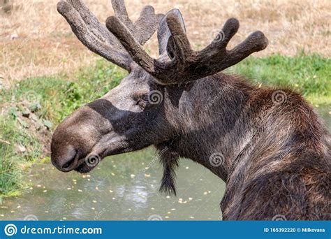 Male Moose with Antlers Alces Alces Stock Photo - Image of large, male ...