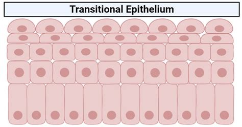 Transitional epithelium- definition, structure, functions, examples