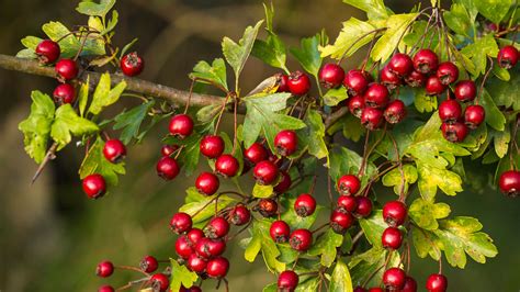 9 Impressive Health Benefits of Hawthorn Berry