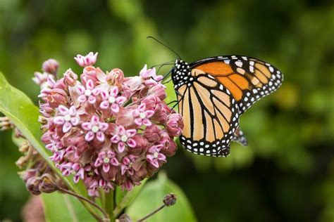 How To Grow Common Milkweed For Monarch Butterflies - khairulrasman