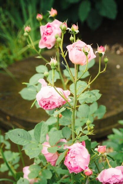 Premium Photo | English garden rose