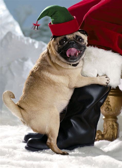 Funny Pug Christmas Card 'Pug Elf Humping Santa's Leg' | Pugs are a ...