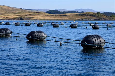 Values based shellfish harvesting in Scotland | Stories