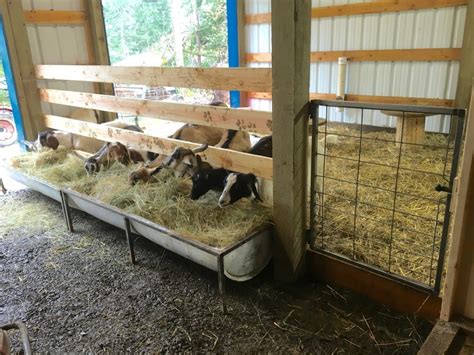 Best Goat Feeder *EVER* - C&H Scapegoats | Goat feeder, Goat shelter, Goat house