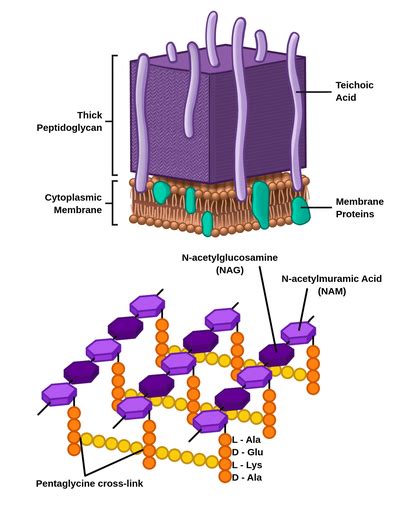 Peptidoglycan Structure In Gram Positive Bacteria