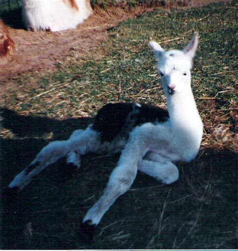 42 best Llamas Babies and Cria images on Pinterest | Baby llama, Llama ...