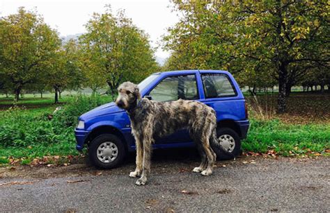 Irish Wolfhound with a car for size comparison. : r/interestingasfuck