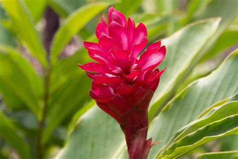 How to Grow and Care for Flowering Ginger