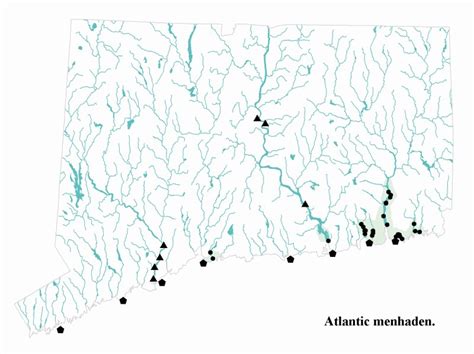 Atlantic Menhaden