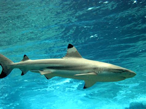 Sea Wonder: Blacktip Reef Shark | National Marine Sanctuary Foundation