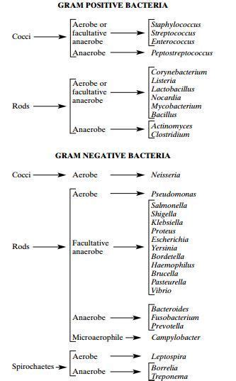 Aerobes, anaerobes and facultative anaerobes classification of gram ...