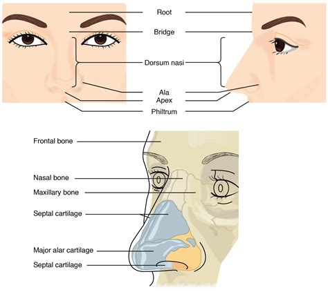 Diagram Of Nose Anatomy