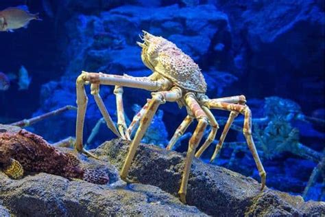 11 Facts About Japanese Spider Crabs - Wildlife Informer