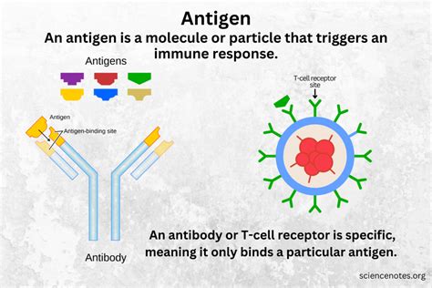 Antigen Definition, Function, and Types