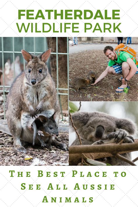 The Best Zoo in Sydney - Featherdale Wildlife Park - E&T Abriad