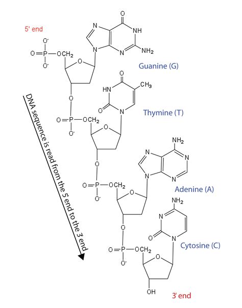 Nucleic Acid Structure